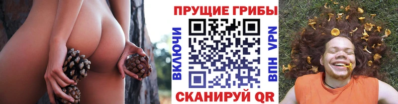 Галлюциногенные грибы Psilocybe магазин продажи наркотиков Дубна